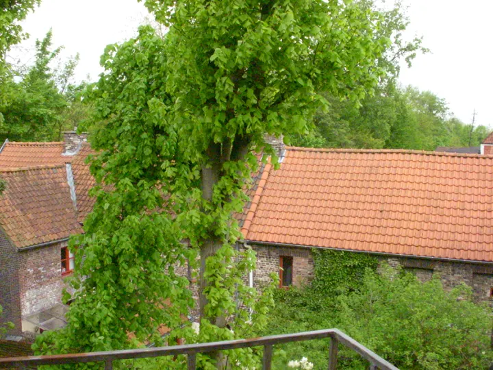 Red-tiled roofs behind a young tree