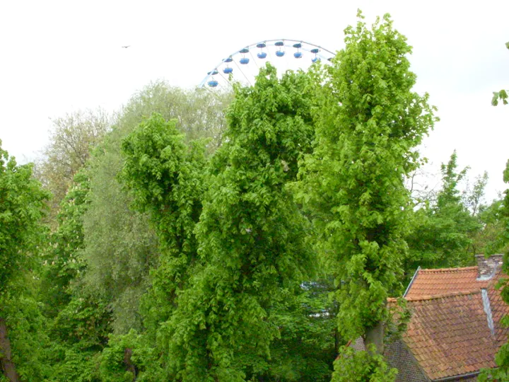 Tall trees with a Ferris wheel behind