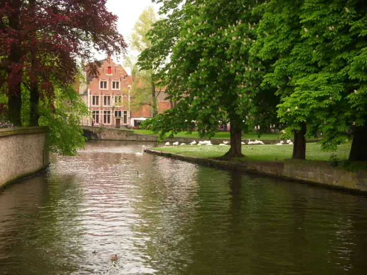 A canal with swans on the far bank